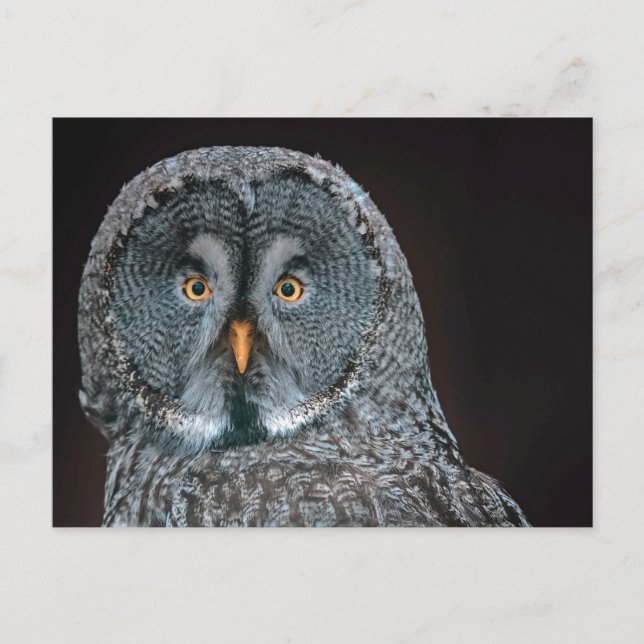 Carte Postale Photo de la grande chouette grise de la faune (Devant)