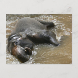 Carte Postale Photo de la Journée des éléphants en Thaïlande
