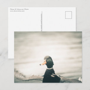 Carte Postale Photo de la nature de canard