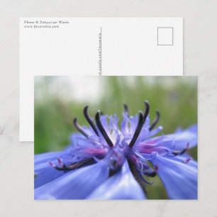 Carte Postale Photo de la nature de Cornflower