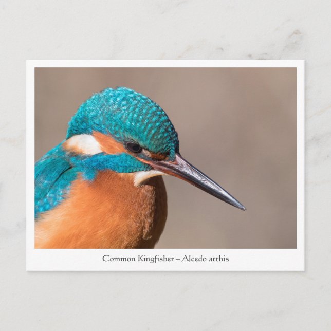 Carte Postale Photo de la nature de Kingfisher (Devant)