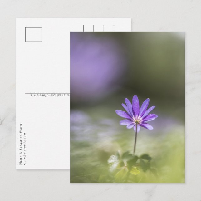 Carte Postale Photo de la nature de la fleur (Devant / Derrière)