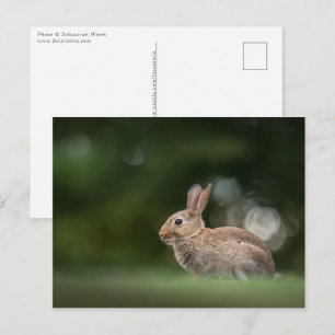Carte Postale Photo de la nature de lapin