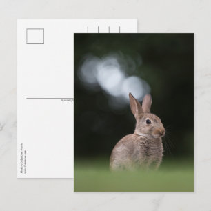 Carte Postale Photo de la nature de lapin