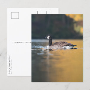 Carte Postale Photo de la nature de l'oie