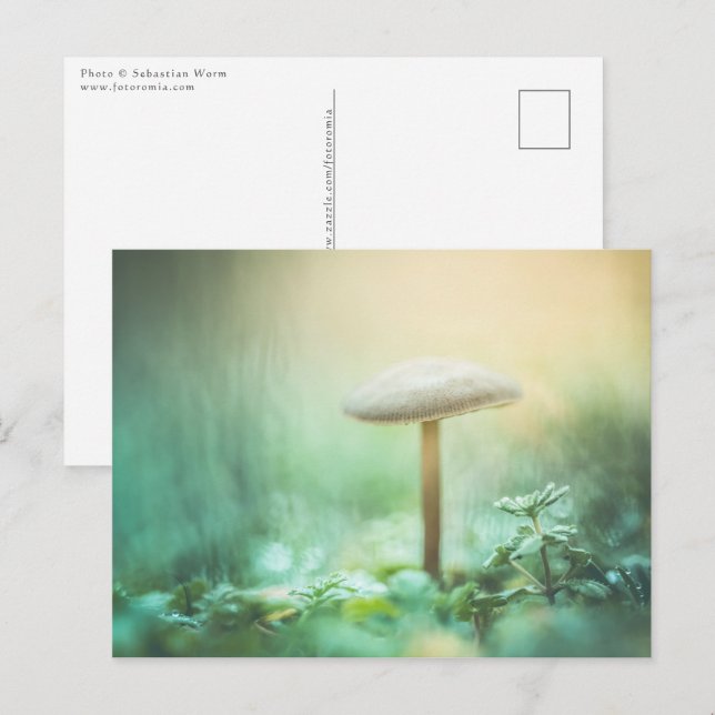Carte Postale Photo de la nature des champignons enchantés (Devant / Derrière)