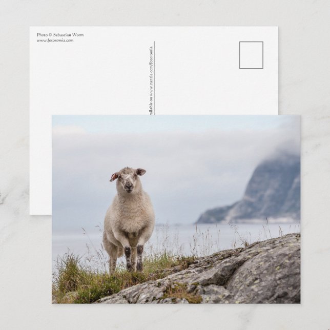 Carte Postale Photo de la nature des moutons (Devant / Derrière)