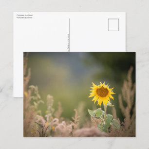 Carte Postale Photo de la nature des tourntournesols