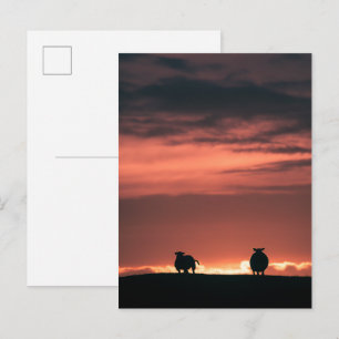 Carte Postale Photo de la nature du coucher du soleil de mouton