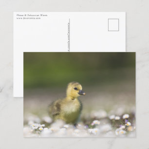 Carte Postale Photo de la nature du mignon poussette