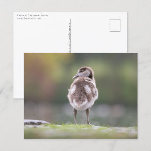 Carte Postale Photo de la nature Gosling