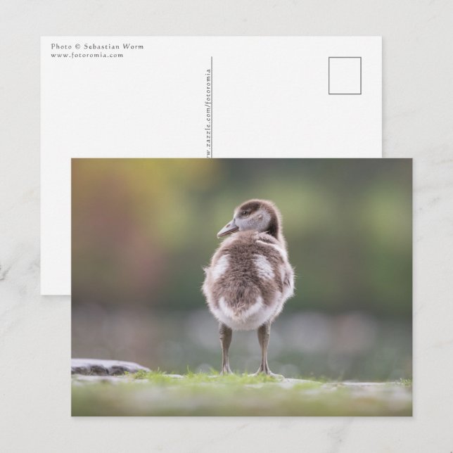 Carte Postale Photo de la nature Gosling (Devant / Derrière)