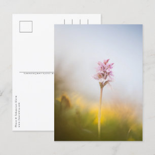 Carte Postale Photo de la nature orchidée