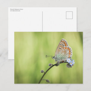 Carte Postale Photo de la nature papillon