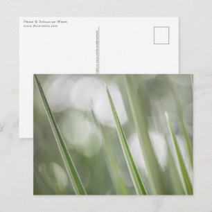 Carte Postale Photo de la nature Plante verte