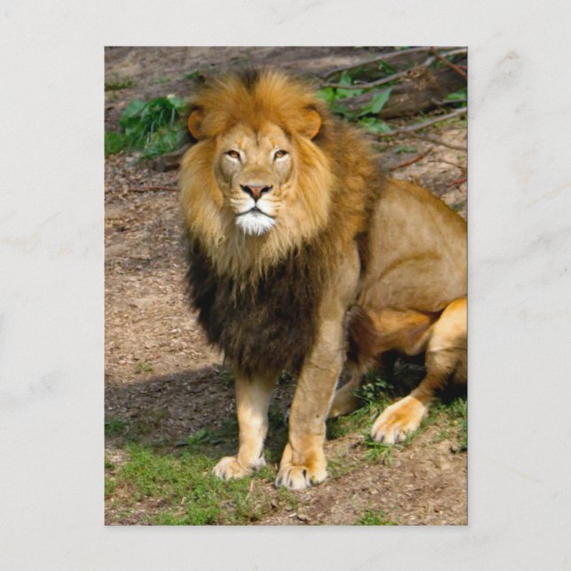 Carte Postale Photo de la séance du lion africain de la faune (Devant)