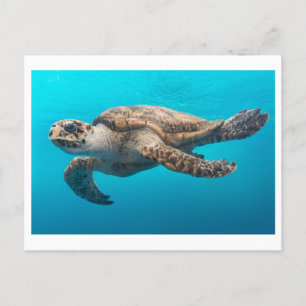Carte postale Photo de la tortue de mer