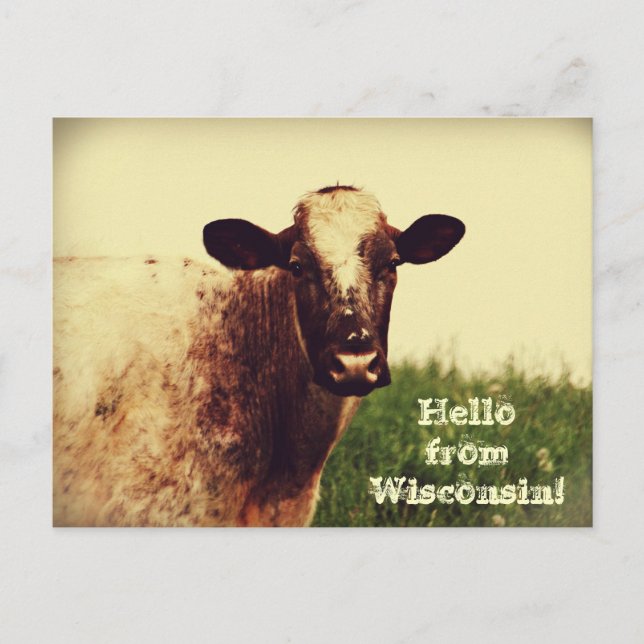 Carte postale photo de la vache du Wisconsin (Devant)