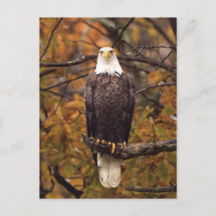 Carte postale photo de l'aigle d'automne