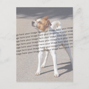 Carte Postale Photo de l'animal de compagnie ✨ Personnalisé avec