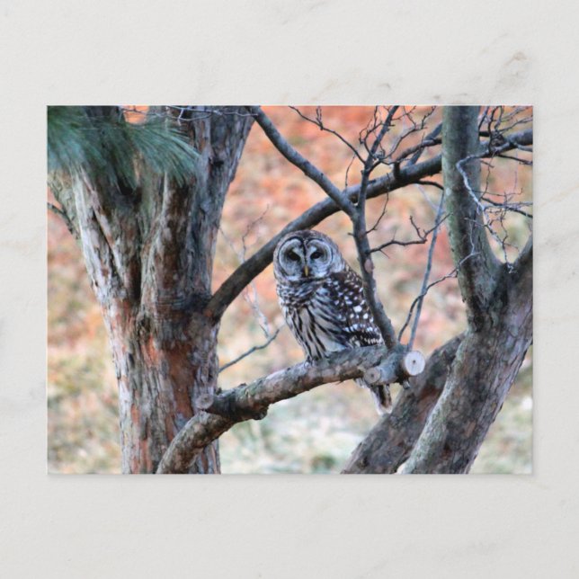 Carte Postale Photo de l'arbre du hibou Barreau (Devant)