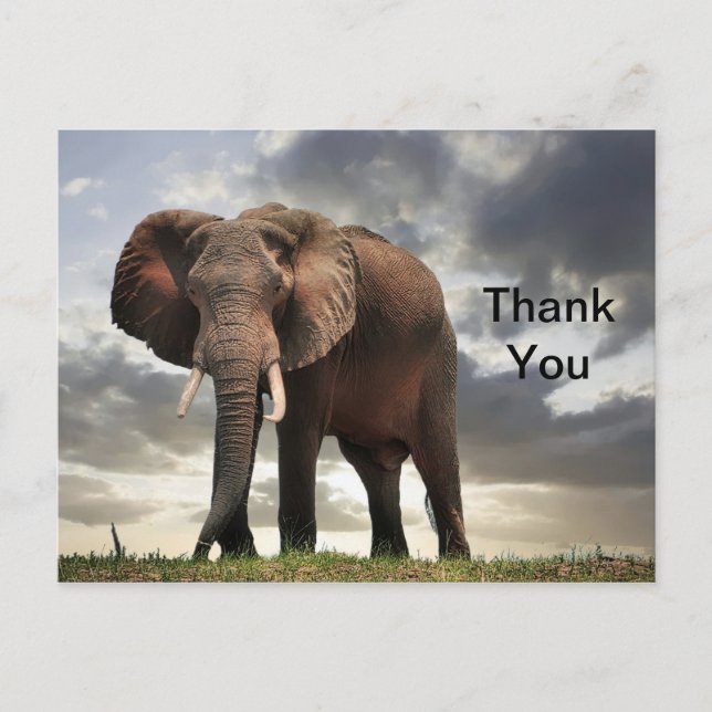 Carte Postale Photo de l'éléphant de la faune Merci (Devant)