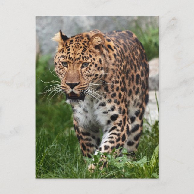 Carte Postale Photo de léopard (Devant)