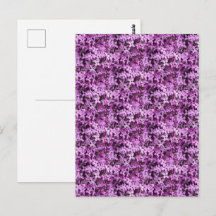 Carte Postale Photo de lilas   Demi-goutte carrelée   