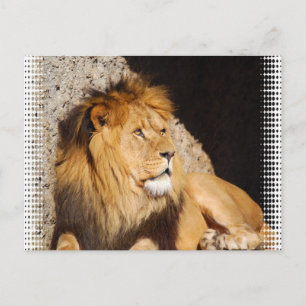 Carte postale photo de lion