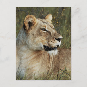 Carte Postale Photo de Lioness Panthera Leo