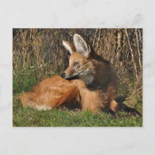 Carte Postale Photo de loup Mané