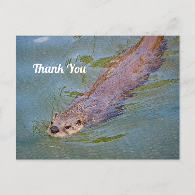 Carte Postale Photo de loutre sauvage nageant Merci (Devant)