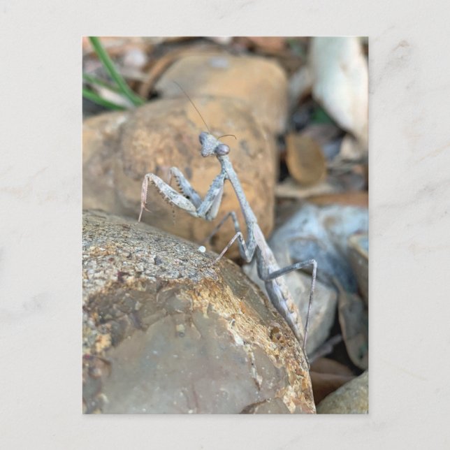 Carte Postale Photo de Mantis de la prière blanche (Devant)