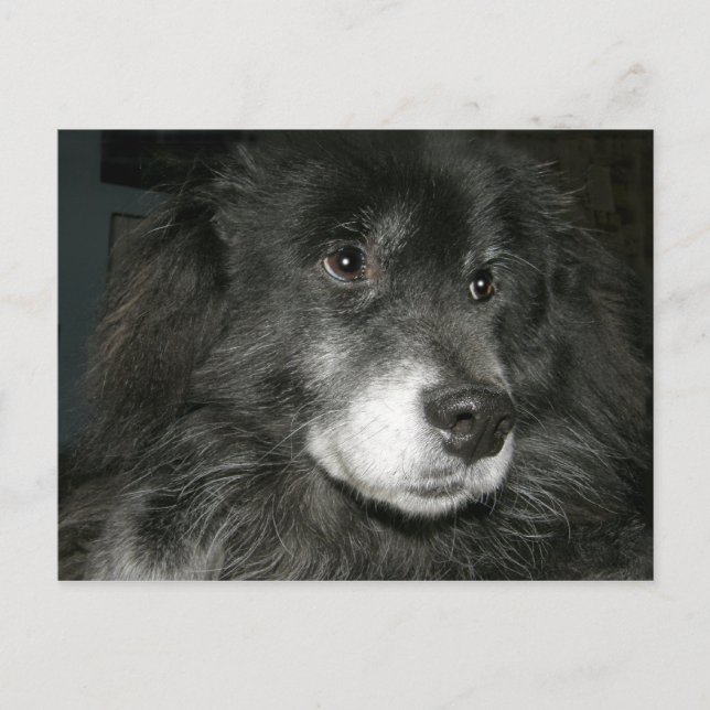 Carte Postale Photo de mélange de chow noir (Devant)