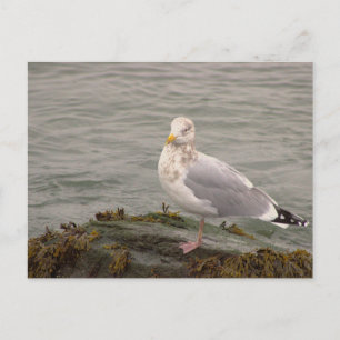 Carte postale photo de mouette
