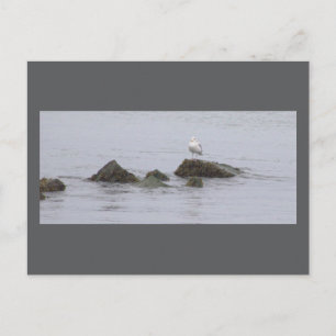 Carte postale photo de mouette