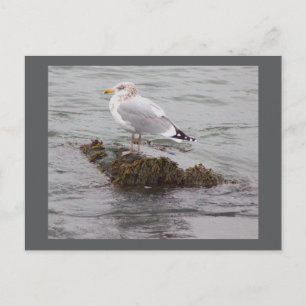 Carte postale photo de mouette