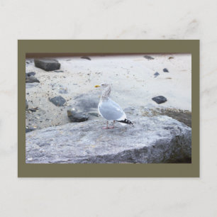 Carte postale photo de mouette
