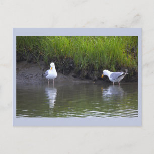 Carte postale photo de mouettes