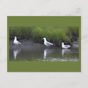 Carte postale photo de mouettes