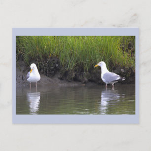 Carte postale photo de mouettes