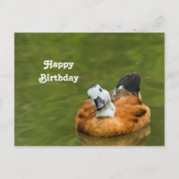 Photo de naissance de canard coloré mignon