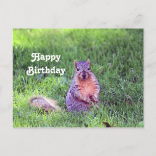 Carte Postale Photo de naissance de faune d'écureuil mignon