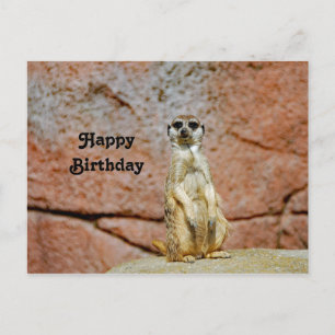Carte Postale Photo de naissance de la faune des suricates