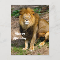 Photo de naissance d'un lion africain sauvage assi