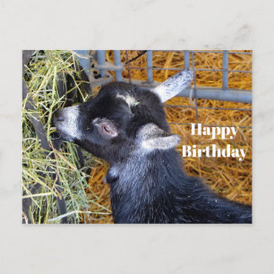 Carte Postale Photo de naissance d'un mignon bébé chèvre noir ma