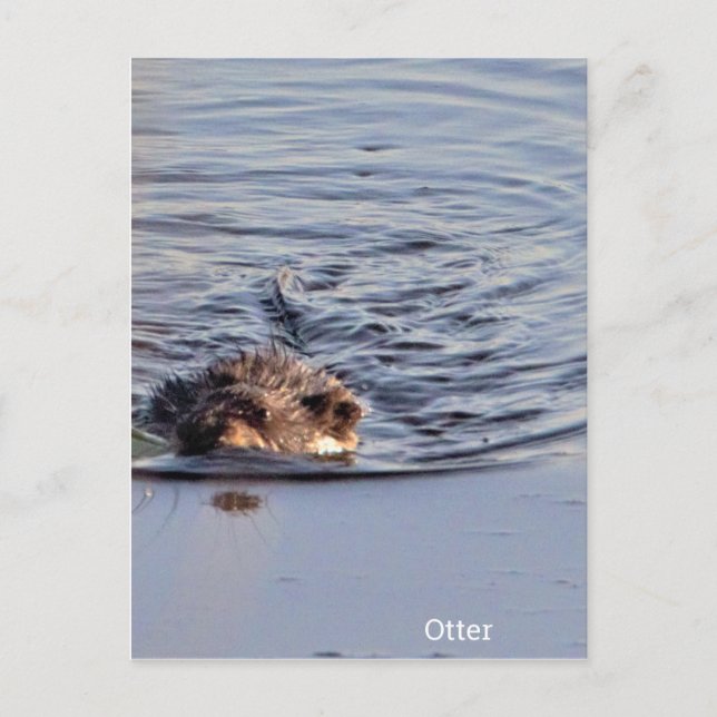 Carte Postale Photo de natation Otter (Devant)