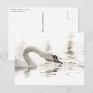Carte Postale Photo de nature Cygne blanc