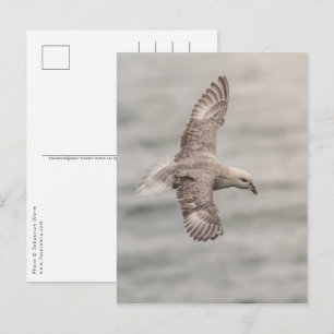 Carte Postale Photo de nature de Fulmar boréal
