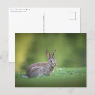 Carte Postale Photo de nature de lapin Bunny